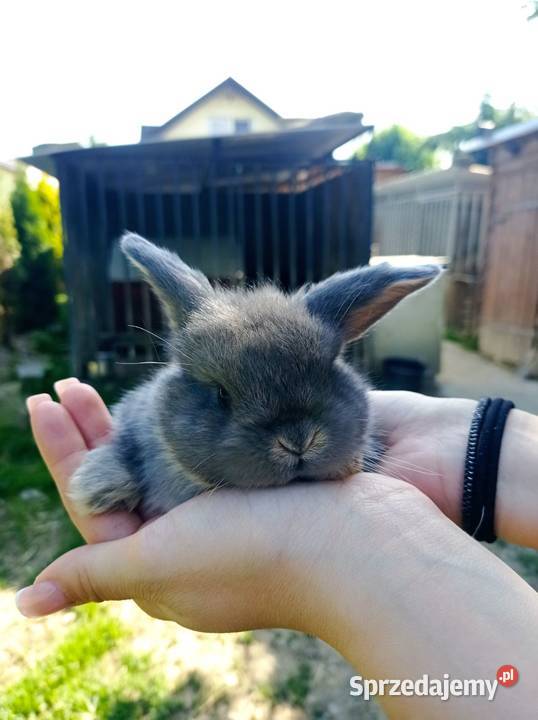 Króliczki Mini Lopki Jaśliska sprzedam