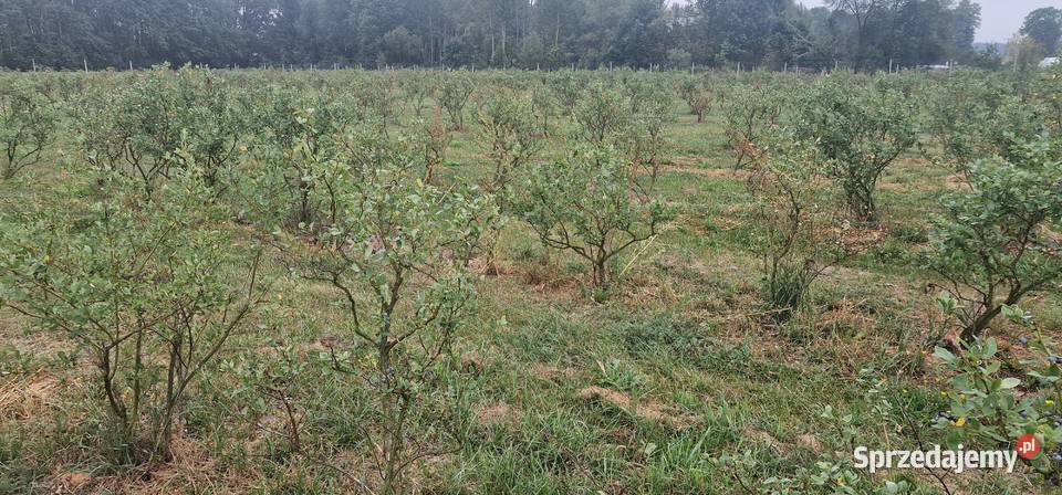 borówka amerykańska krzaki z nawodnieniem Pozostałe sprzedam