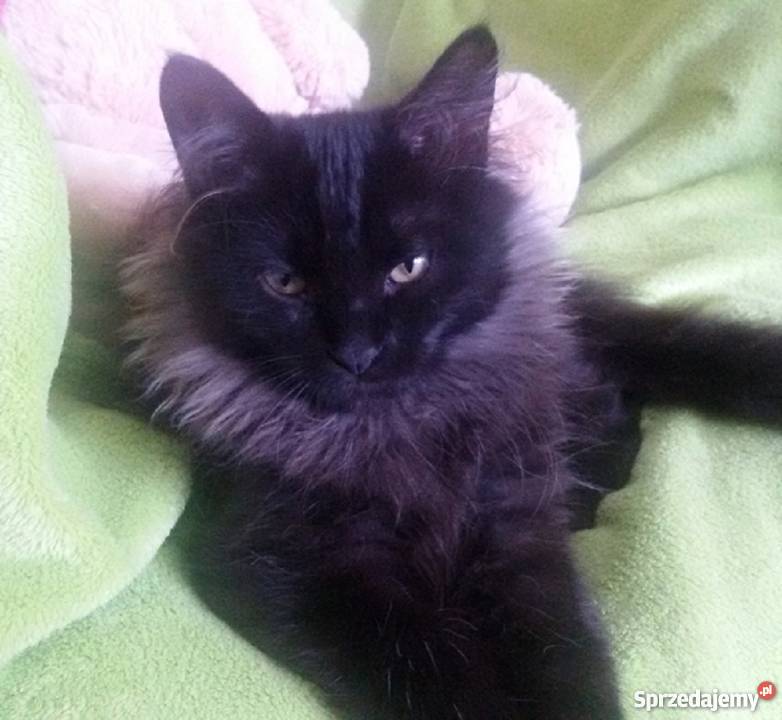 Kocurek Syberyjski Championie Zwierzęta Żary sprzedam