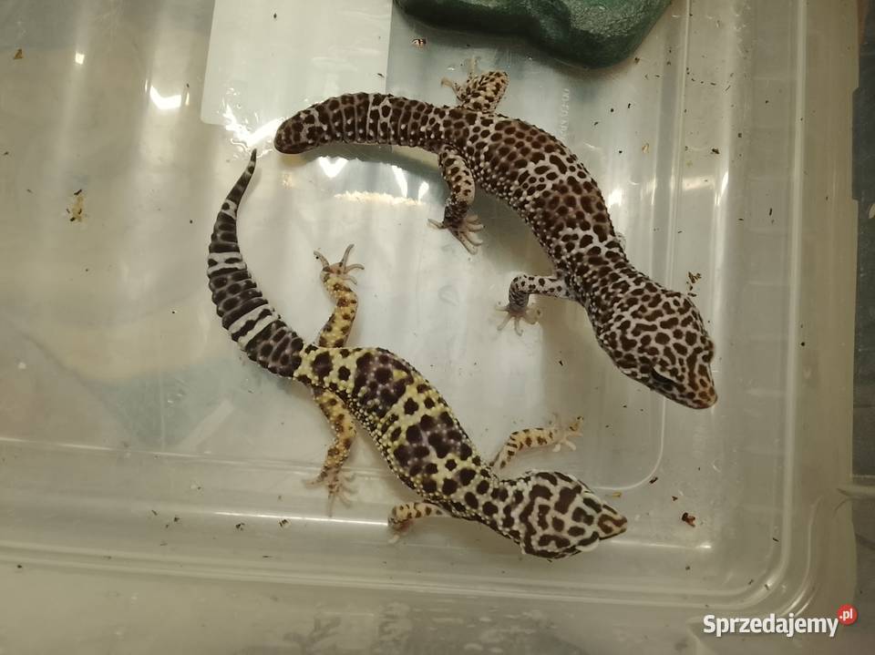 Pyton królewski gekon lamparci gekon Pozostałe kujawsko-pomorskie