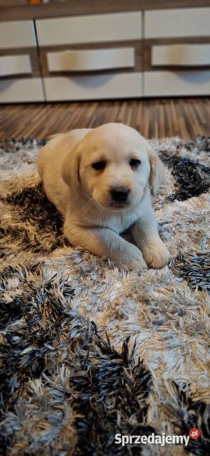 Śliczne szczenięta labradorki sprzedam