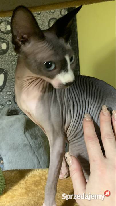 Sfinks Kanadyjski Do odbioru koteczką Rodowód Leszno sprzedam