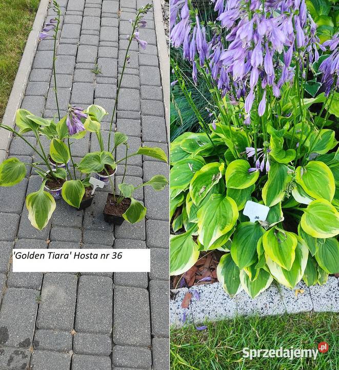 Rózne hosty zółte dwu kolorowe niebeskie Opole