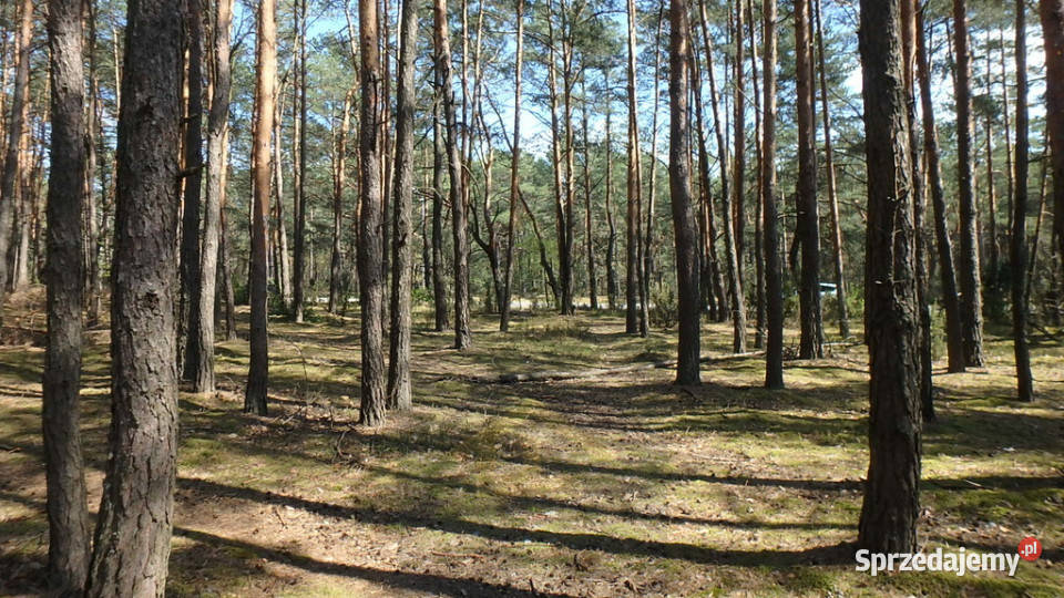 Teren do wynajęcia Otwock