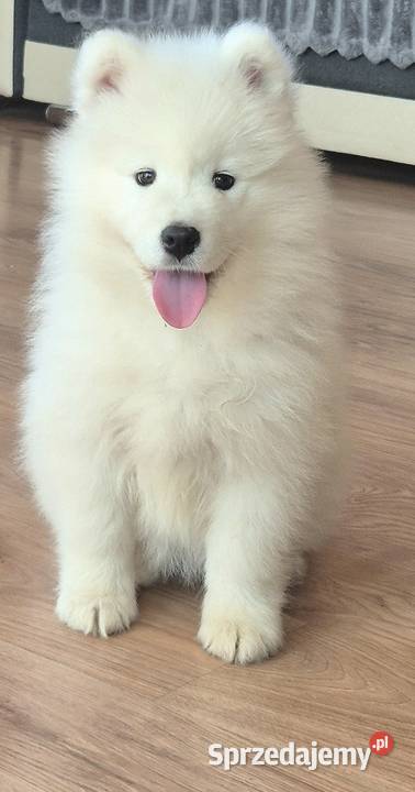 Samoyedsamojed