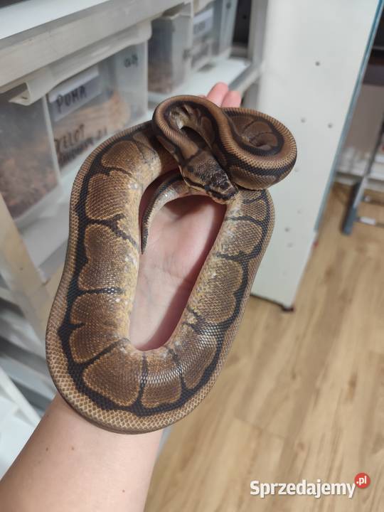 Samica Mahogany Spider 24r Pruszków