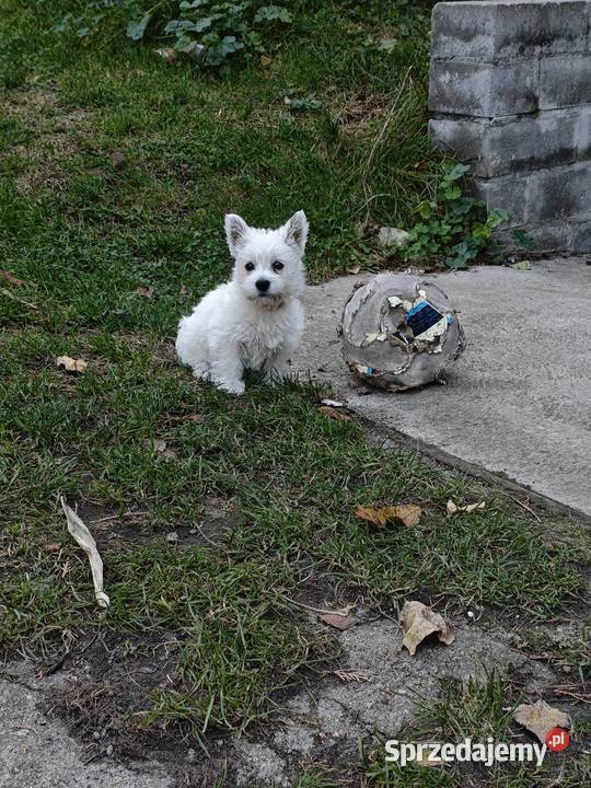 Suczka rasy West Highland White Terrier terrier