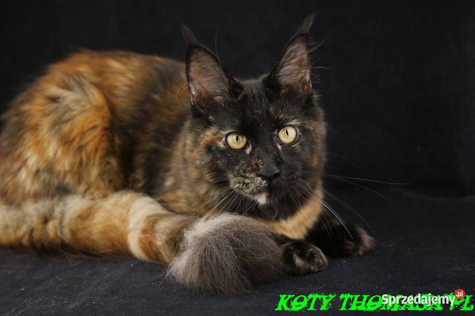 Przepiękna Szylkretka Maine Coon Och Valentyna Poznań sprzedam