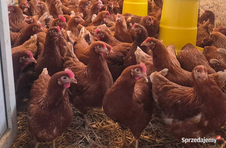 Kury nioski lohman brown lohman sandy Drób i ptactwo Nowa Karczma sprzedam