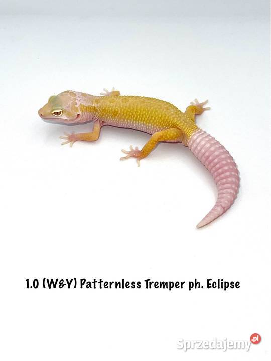 Kolorowe gekony lamparcie samce i samice wielkopolskie Poznań sprzedam