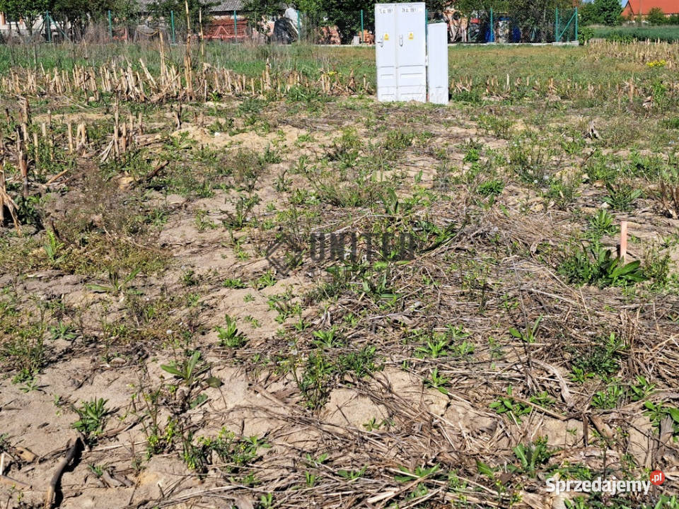 Działki w Jagoszycach niedaleko Prusic asfalt dolnośląskie Jagoszyce