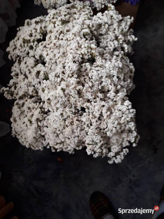 Zatrwian wyrębny suszony Łódź