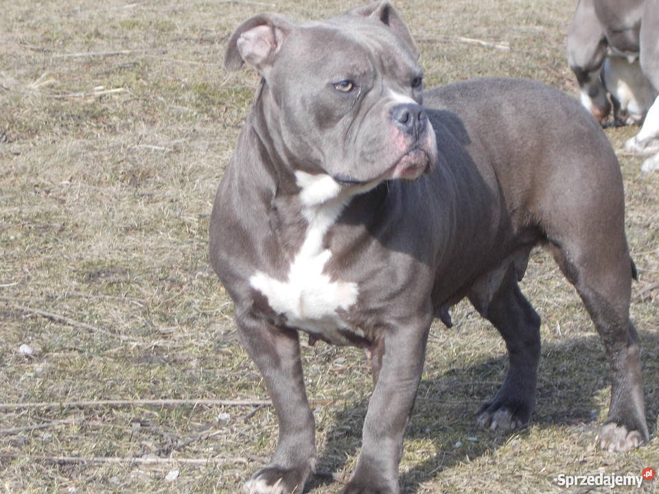 Suczka American Bully Płock