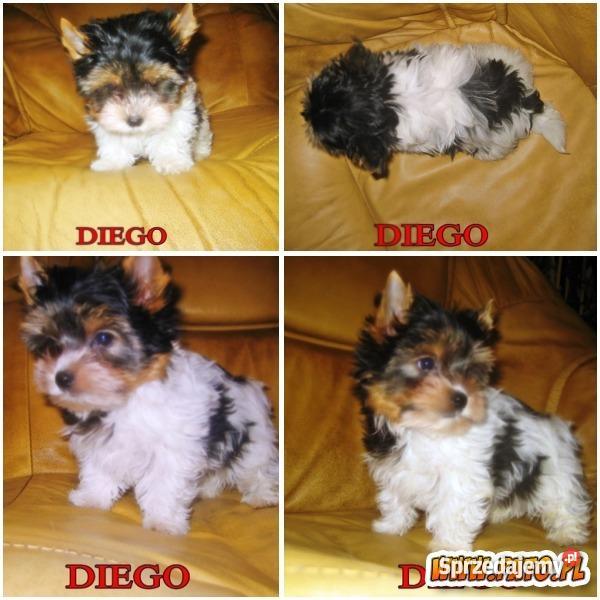 Biewerki 3 miesięczne pieski z rodowodem Lublin