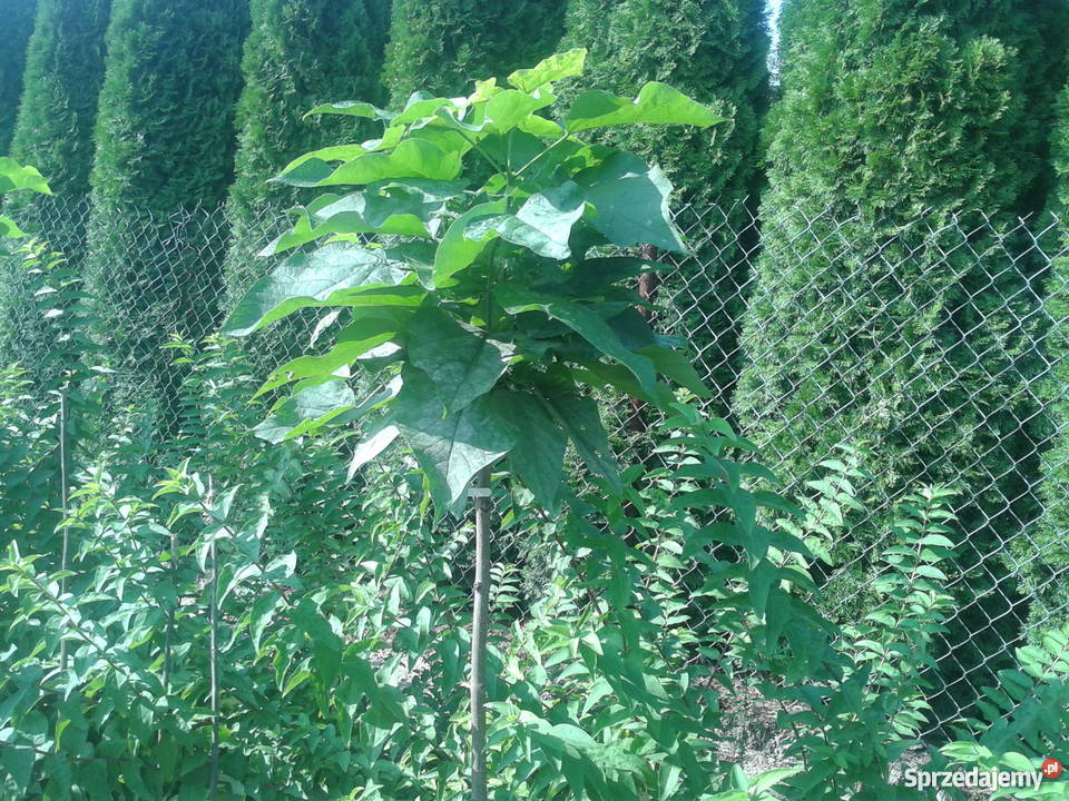 catalpa katalpa nieszczepiona lubelskie