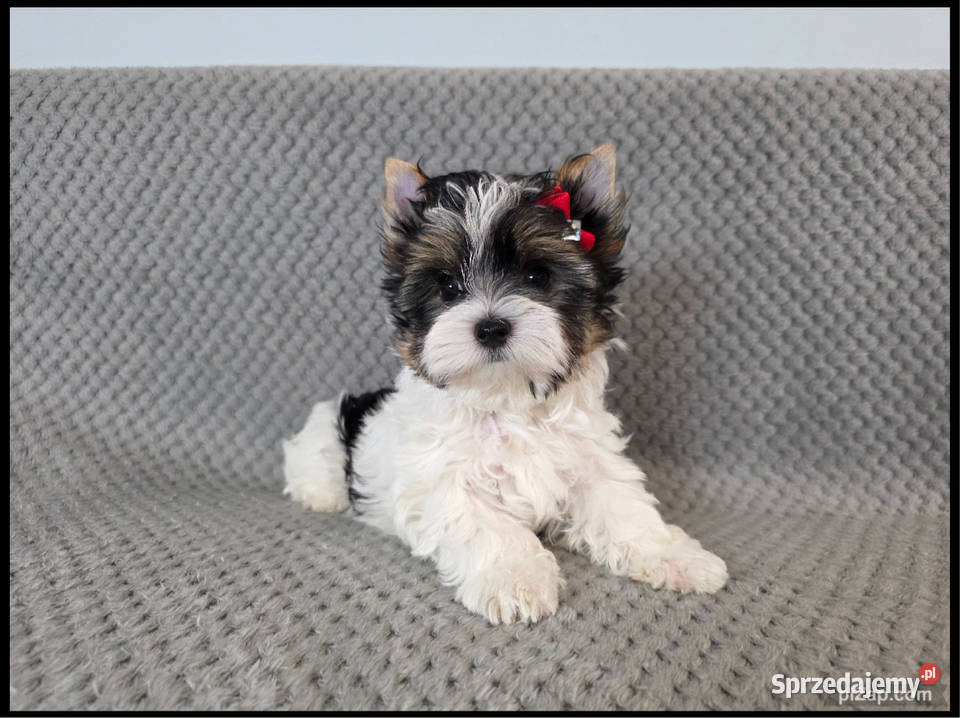 śliczne pieski Biewer York pomorskie Malbork