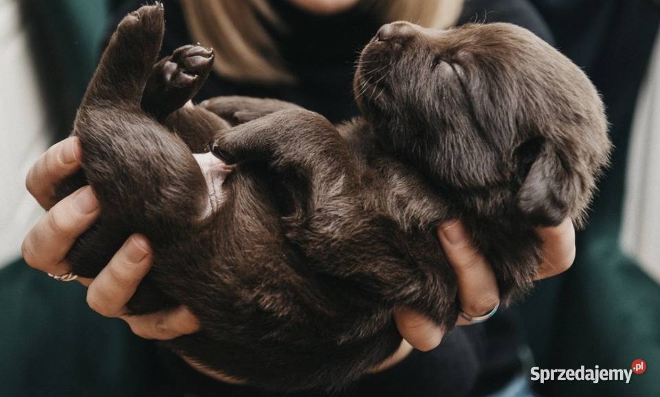 Labrador Czekoladowy