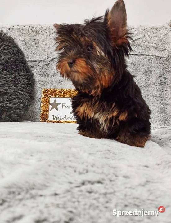 MEGA śliczny YORK Black and Tan do odbioru Opole