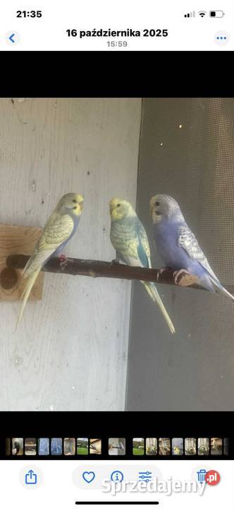 Papugi kozy i faliste Tylmanowa