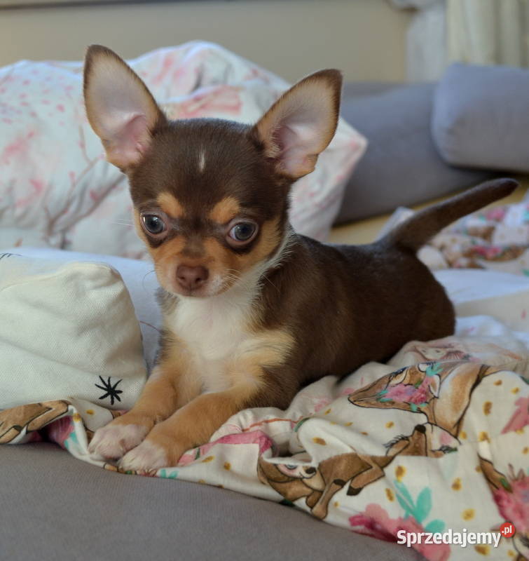 CHIHUAHUA PIĘKNY CZEKOLADOWYTAN PIESEK mazowieckie