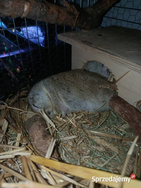 Suseł preriowy Richardsona Poznań