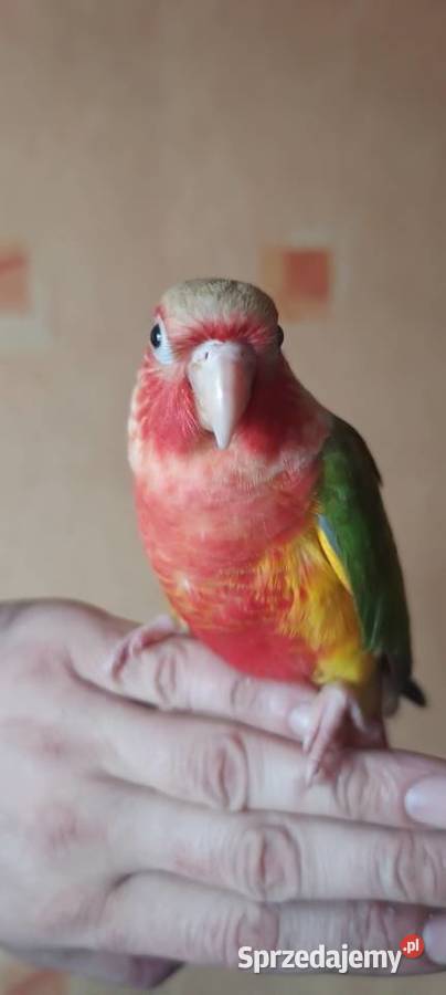 Papugi rudosterki ręcznie karmione śląskie Tychy