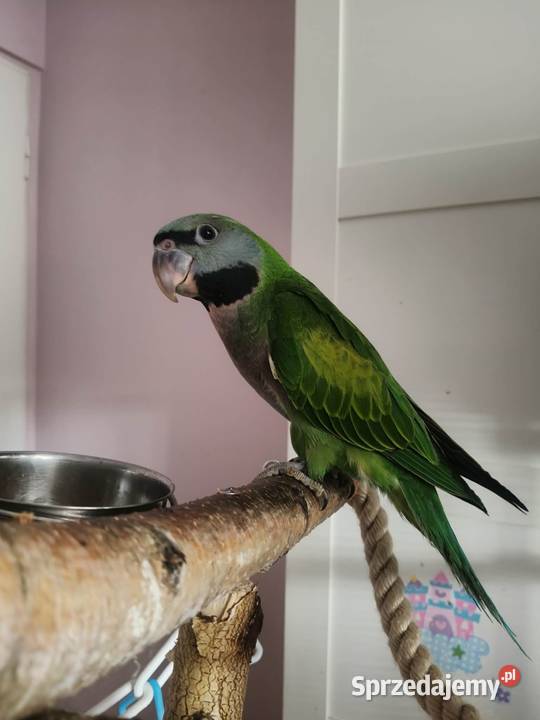 Aleksandretta chińska młoda ręcznie karmiona Katowice