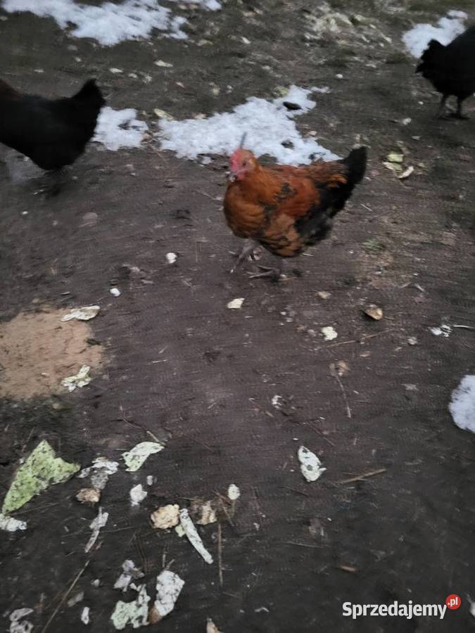 Koguty marans liliputy sraukan Zrąbiec