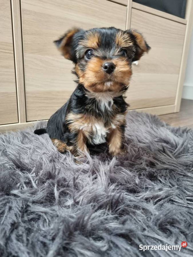 York Pies szczeniak Klecie