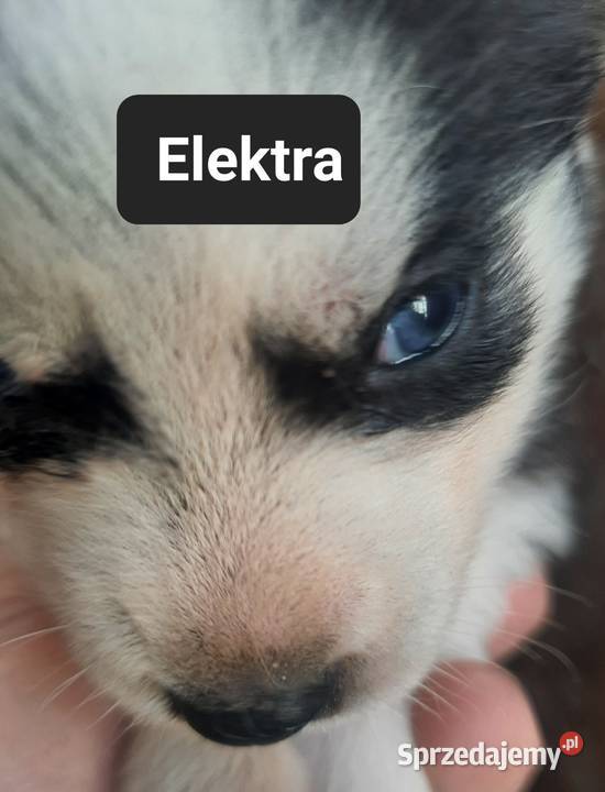 Zapowiedz miotu Reda