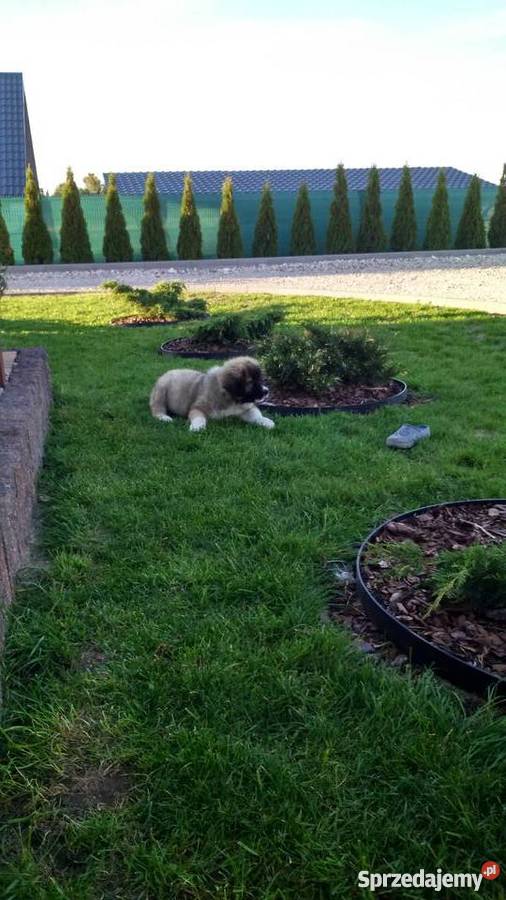 owczarek kaukaski suczka 10 tyg Trawniki sprzedam