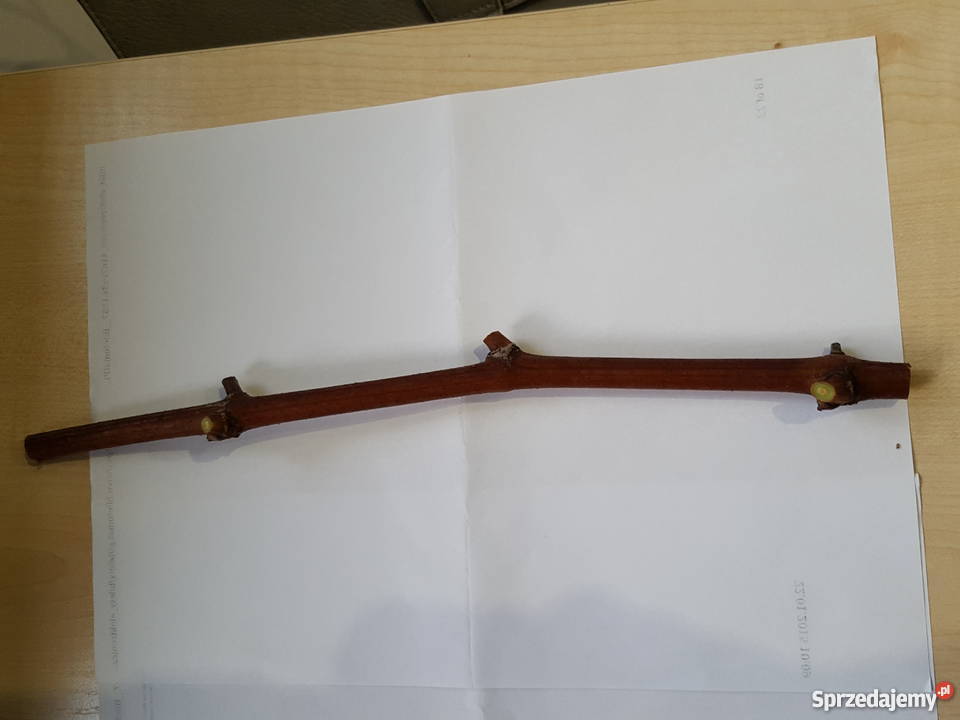 Sadzonki Sztobry winorośli Seyval Blanc małopolskie