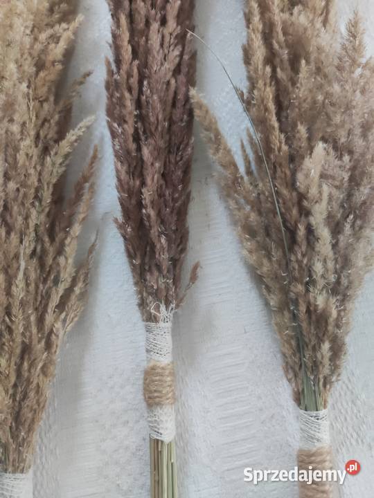 Suszone trawy palemki