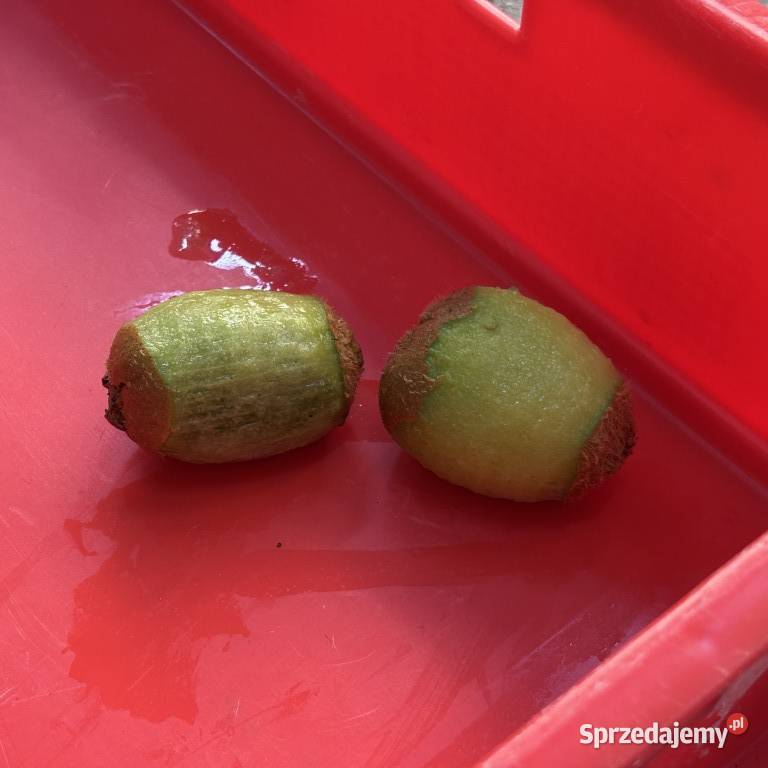 Obieraczka do cytrusów PND 4AV Produkcja lubelskie Zamość