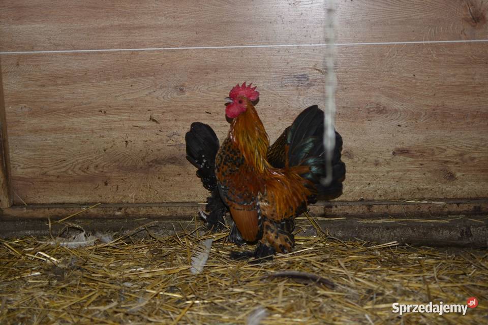 Kury ozdobne karzełki łapciate Rzeszów