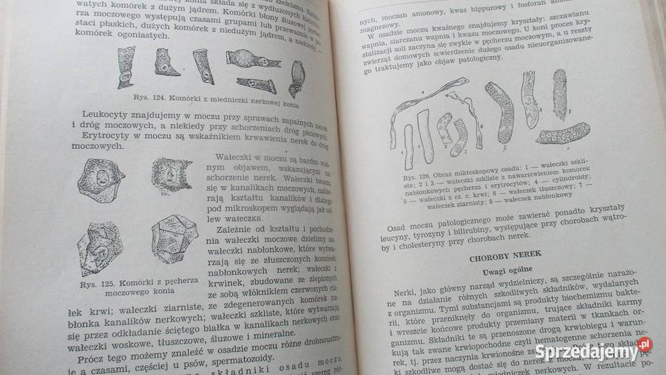 Patologia i terapia szczegółowa Boczarow 1950 Łódź