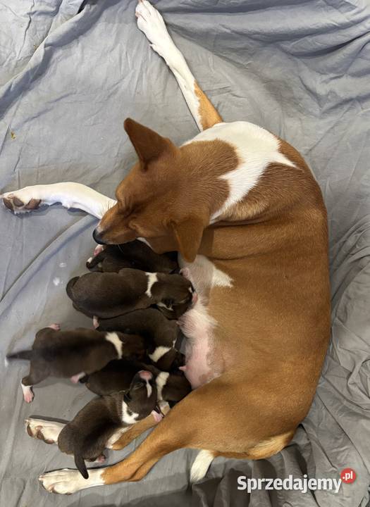Szczenięta Basenji FCI Piotrków Kujawski