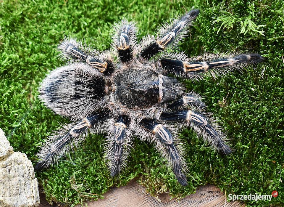 Grammostola pulchripes L1 PROMOCJA 21 3 sztuki Głogoczów