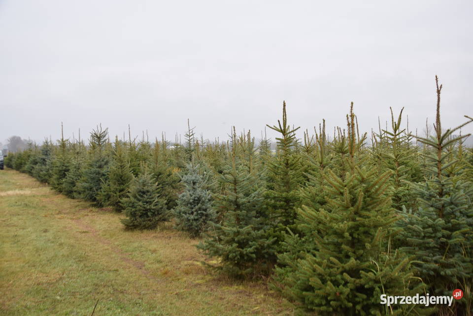 Choinki świerk srebrny pospolity HURT DETAL 15 Krzepice sprzedam