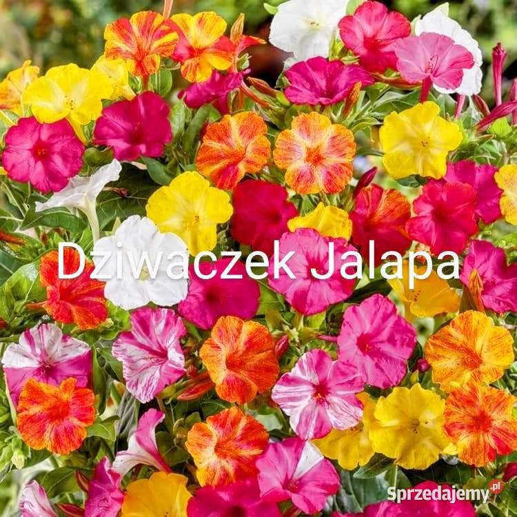 Dziwaczek Jalapa Nasiona 2024kolekcjonerskie