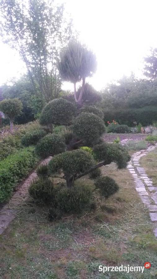 ROD działka Kamieniec Wrocławski 500 m2 rekreacyjna Sprzedaż