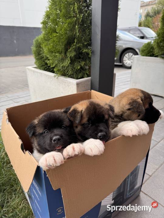 Szczenięta rasy American Akita Lublin sprzedam