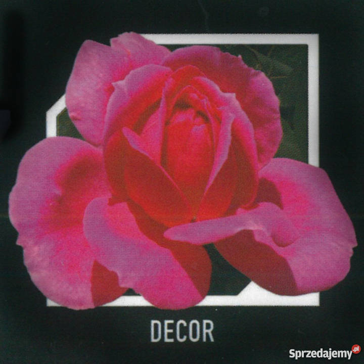 sadzonki róż RÓŻE HURT