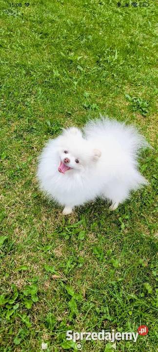 Szpic miniaturowypomeranian śląskie