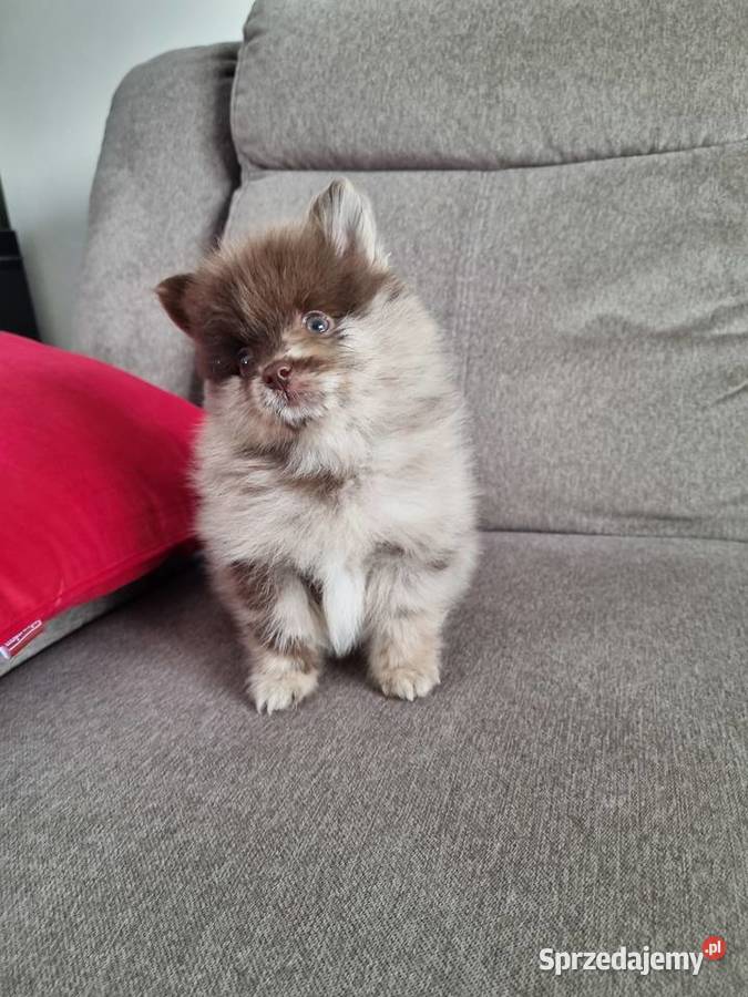 Szpic miniaturowy szczenięta Wieruszew