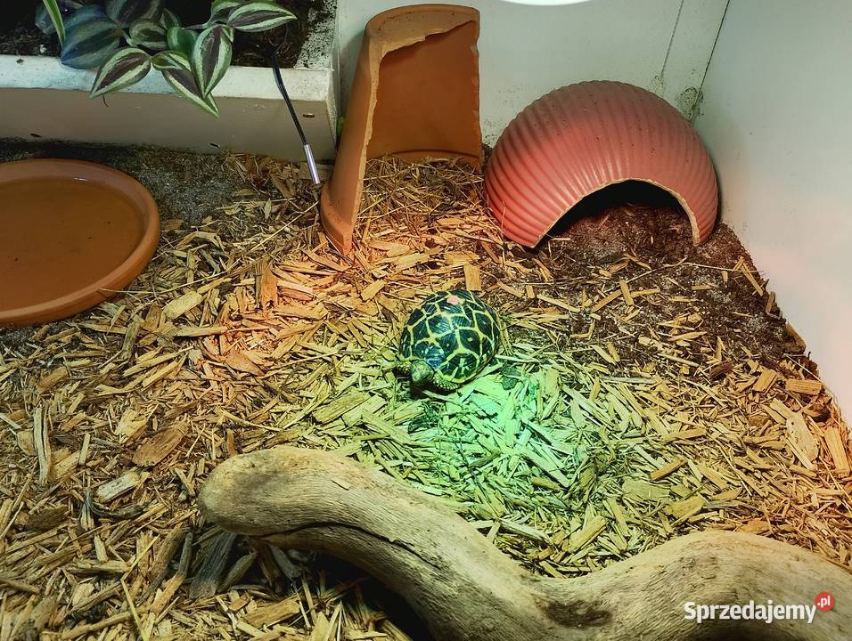 Żółw gwiaździsty lądowy terrarium Bielsko-Biała