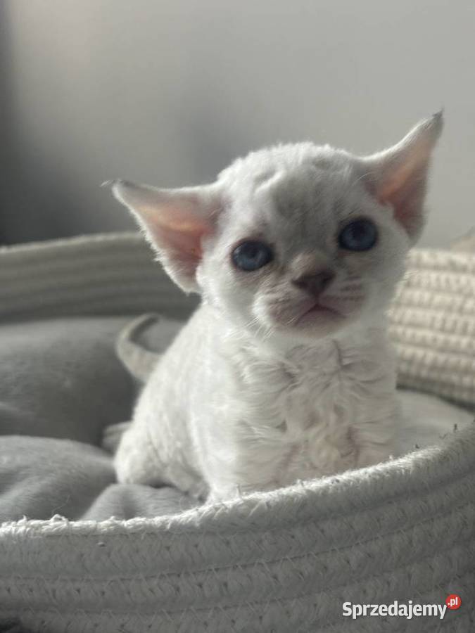 koteczka Devon Rex oczy niebieskie Wrocław