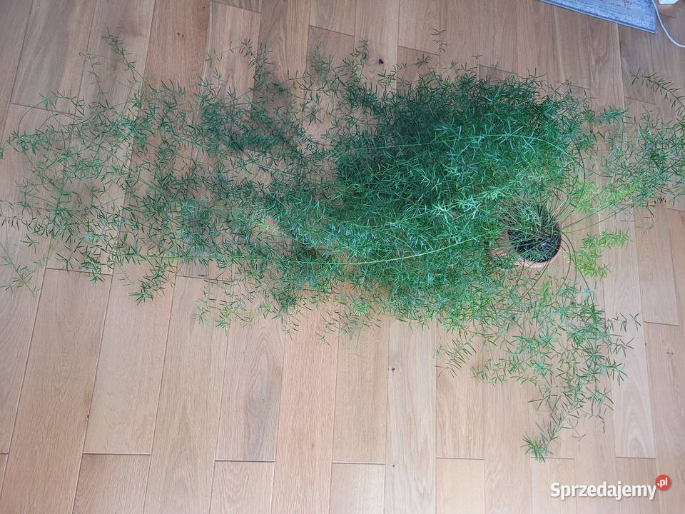 Kwiat asparagus śląskie Częstochowa