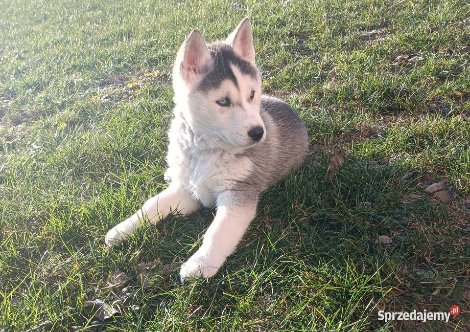 Szczeniaczki Siberian husky gotowe do Krośniewice