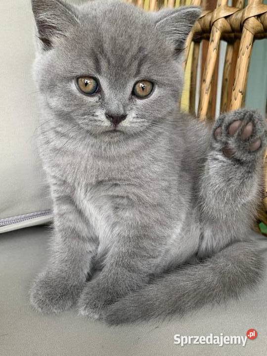 Szocki niebieski prostouchy Brytyjski świętokrzyskie Sandomierz